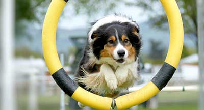 Dog Trainer & Pet Behaviourists Insurance